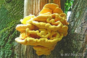 Chicken of the Woods - Laetoporous sulphureus