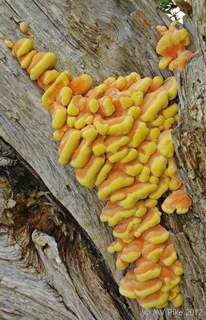 Chicken of the Woods - Laetoporous sulphureus