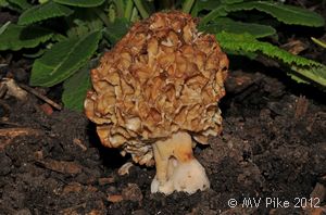 Common Morel - Morchela esculenta