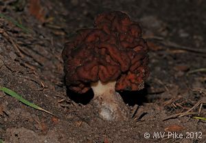 False Morel - Gyromitra esculenta