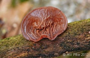 Jelly Ear - Auricularia auricula-judae