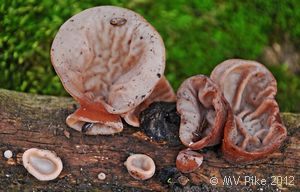 Jelly Ear - Auricularia auricula-judae