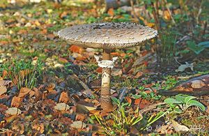 Parasol Mushroom - Macrolepiota procera
