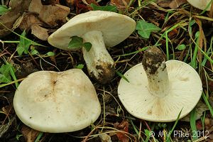 St George's Mushroom - Calocybe gambosa