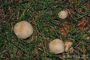 St George's Mushroom